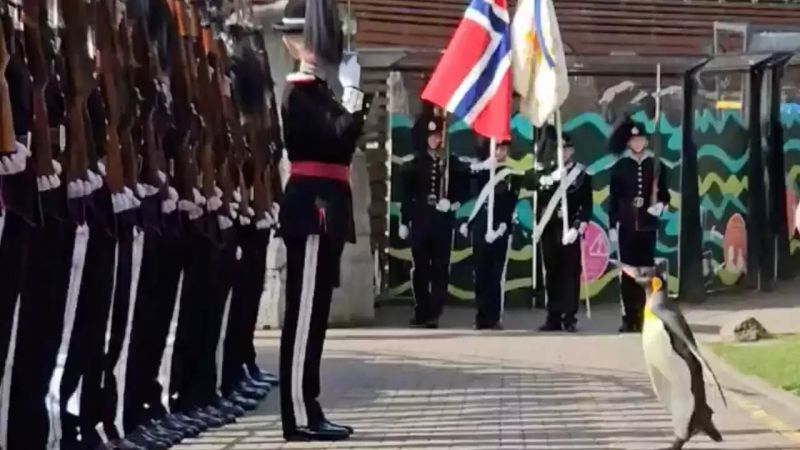 Penguin Named "Sir Nils" joined the Norwegian Army, Holds the 3rd Highest Rank 
