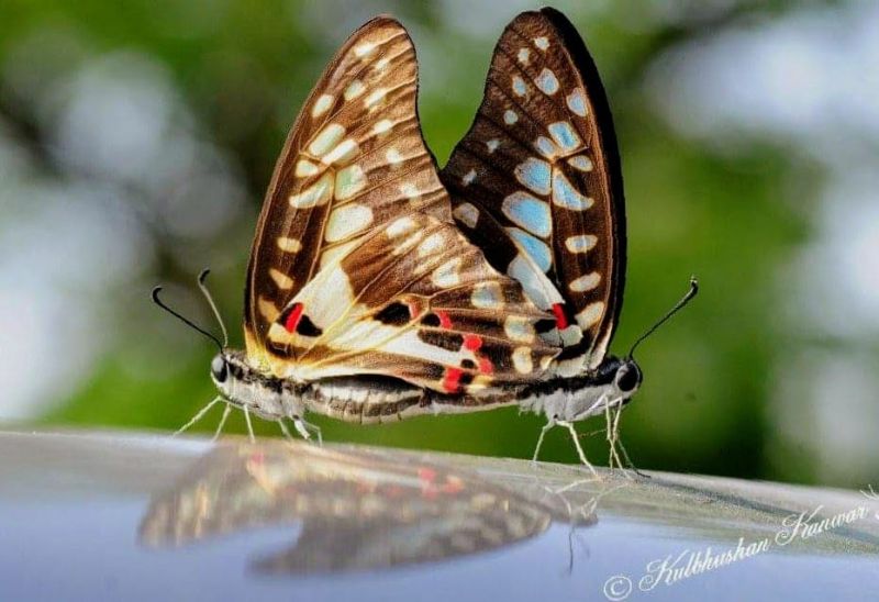 WILDLIFE WEEK - 2021 AT SUKHNA LAKE 