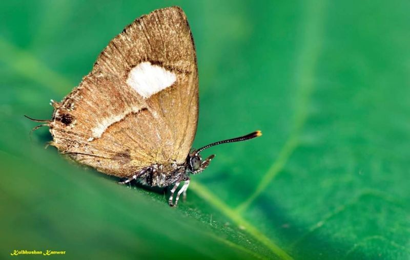 WILDLIFE WEEK - 2021 AT SUKHNA LAKE 