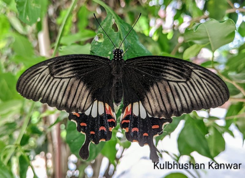 WILDLIFE WEEK - 2021 AT SUKHNA LAKE 