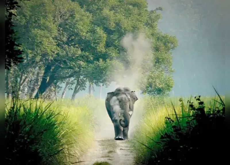 Dudhwa’s Jhadi Tal to be developed as Sarus habitat