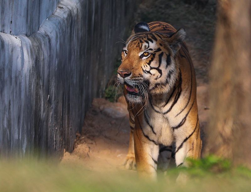 Lions & Tigers Transferred from Gujarat, Tamil Nadu to Jammu and Kashmir's Jambo Zoo