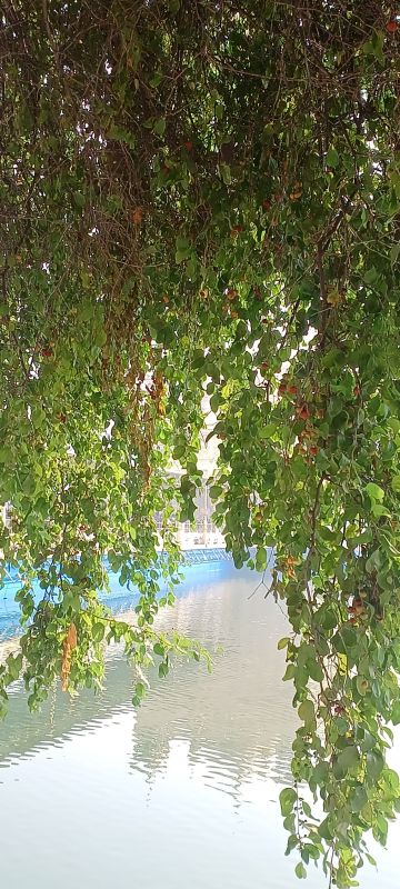 Pics: Historical Dukh Bhanjani Beri at Golden Temple 