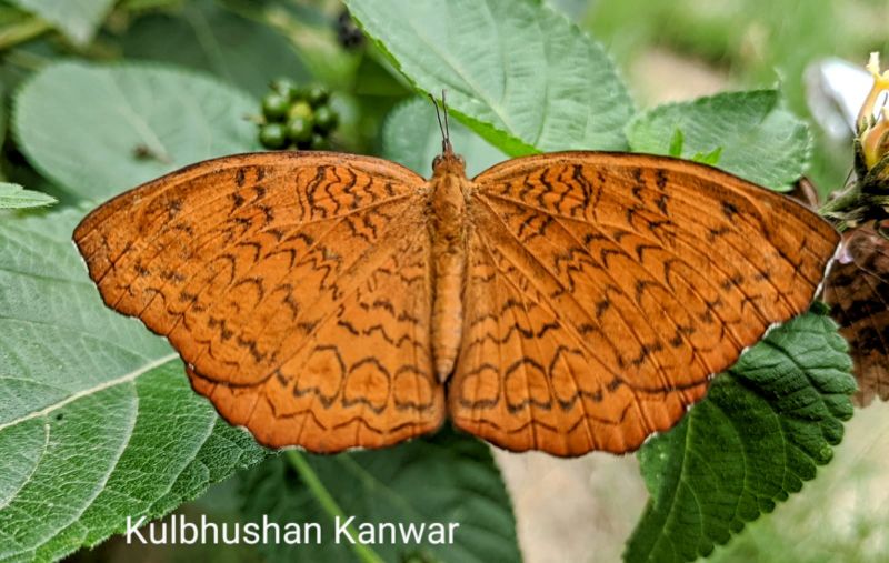 WILDLIFE WEEK - 2021 AT SUKHNA LAKE 