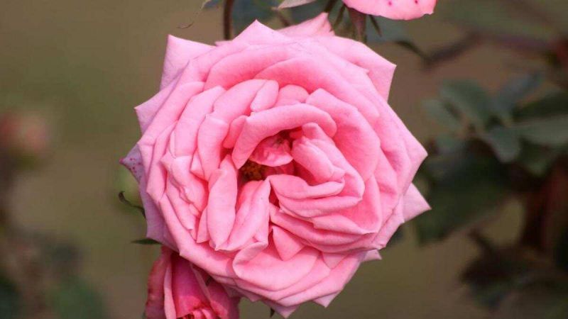 Rose Festival of Chandigarh 2020