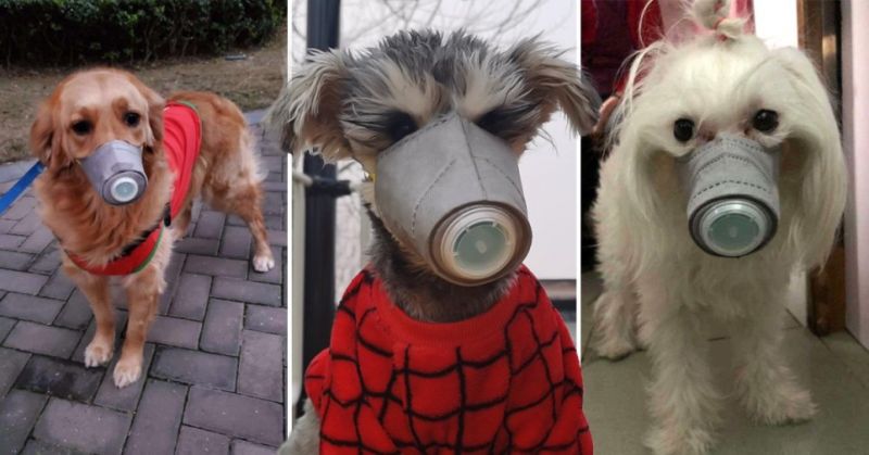 Animals are wearing coronavirus masks in China