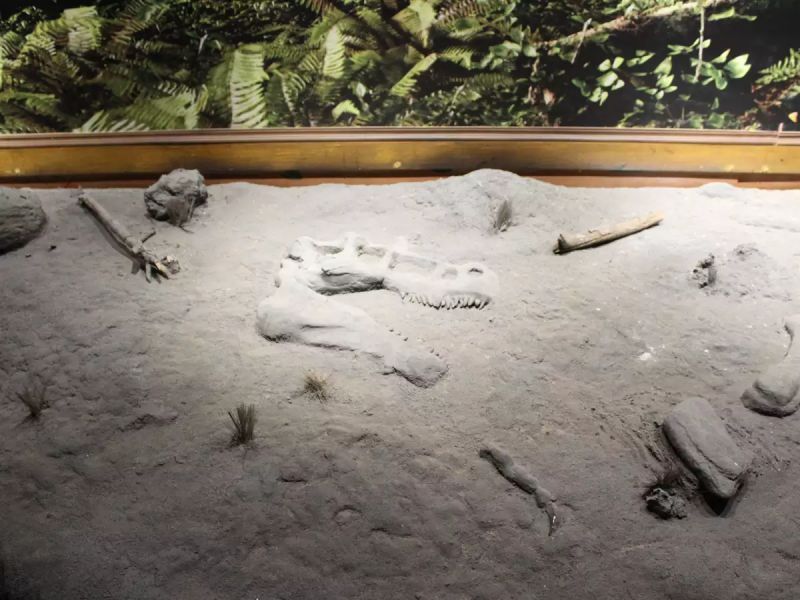 Dinosaur Park and Museum – Raiyoli, Balasinor, Gujarat